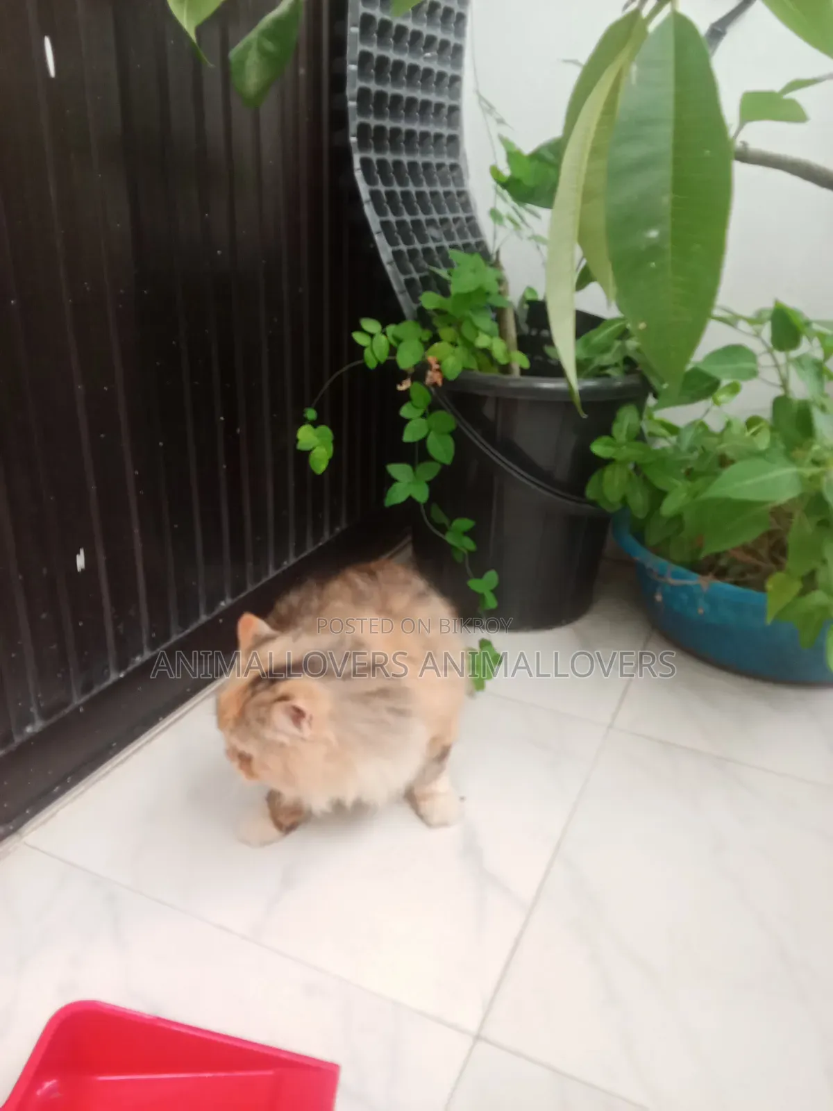 ৬-১২ মাস বয়সী মেয়ে পার্সিয়ান বিড়াল