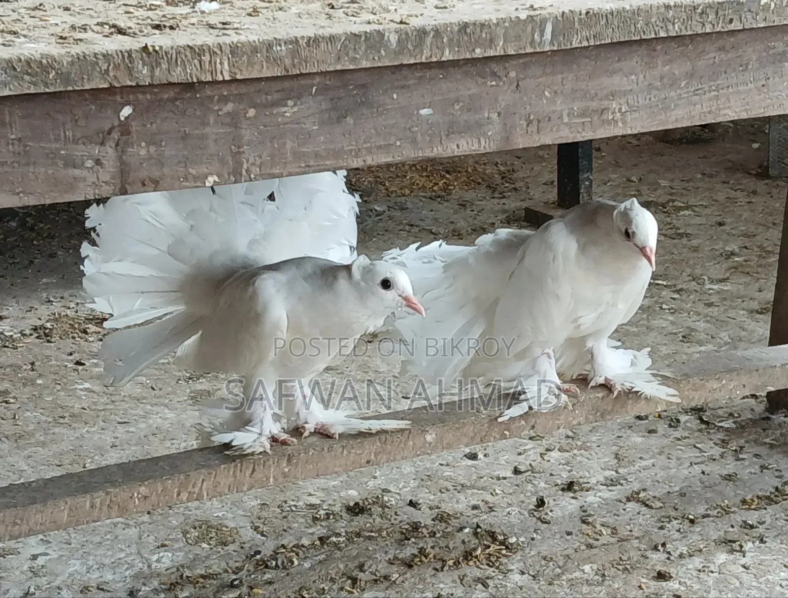 Laksha Pigeon One Pair