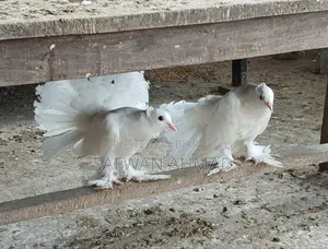 Laksha Pigeon One Pair