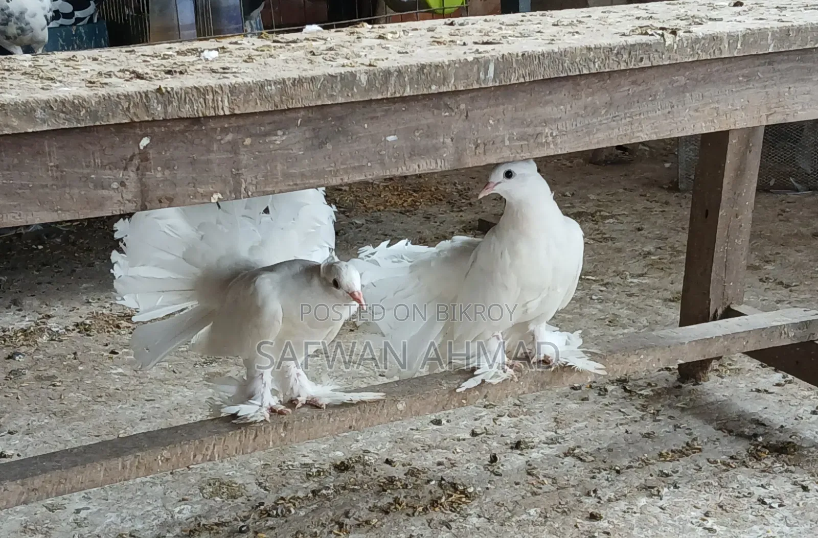 Laksha Pigeon One Pair