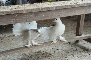 Laksha Pigeon One Pair
