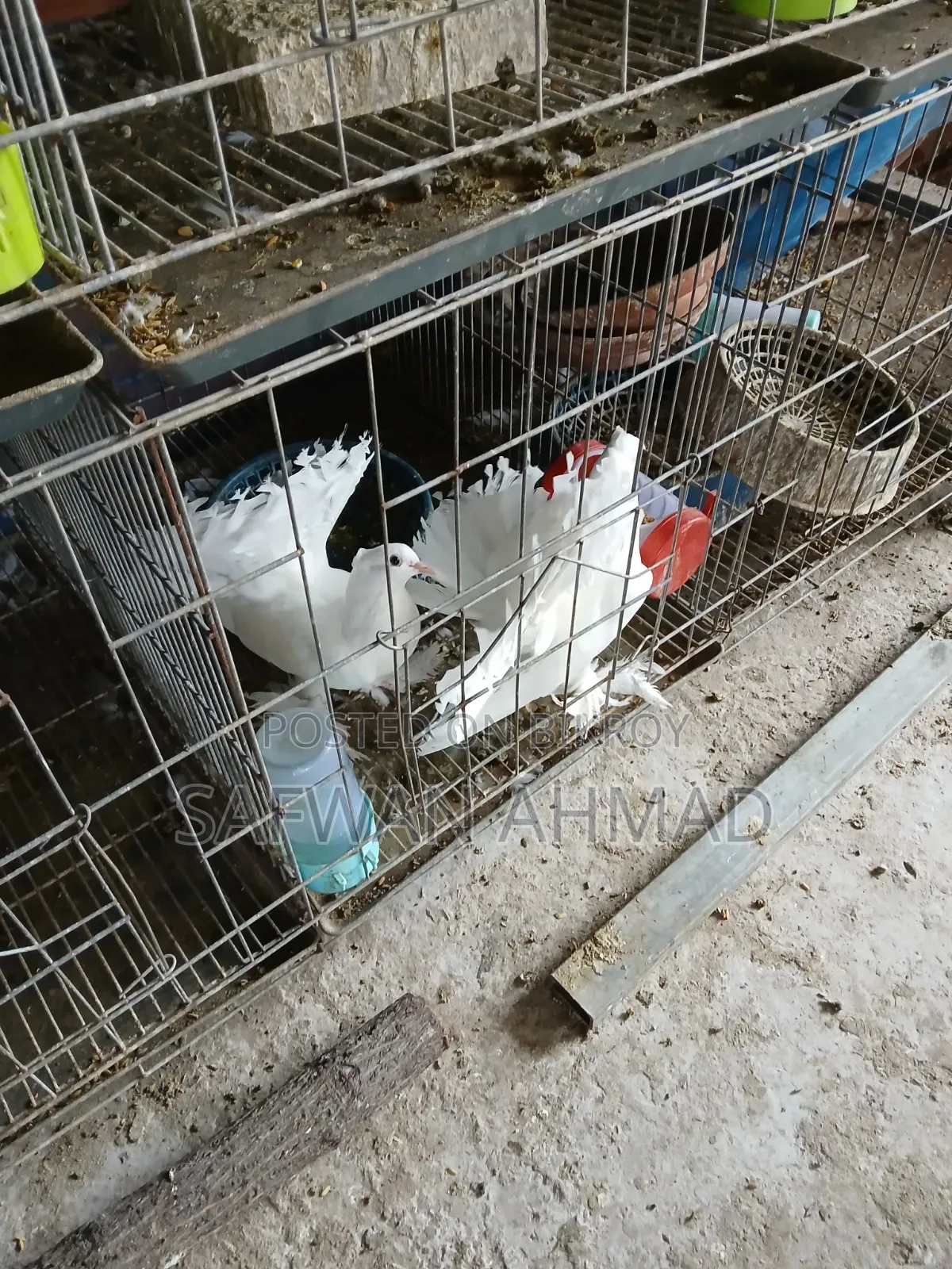 Laksha Pigeon One Pair