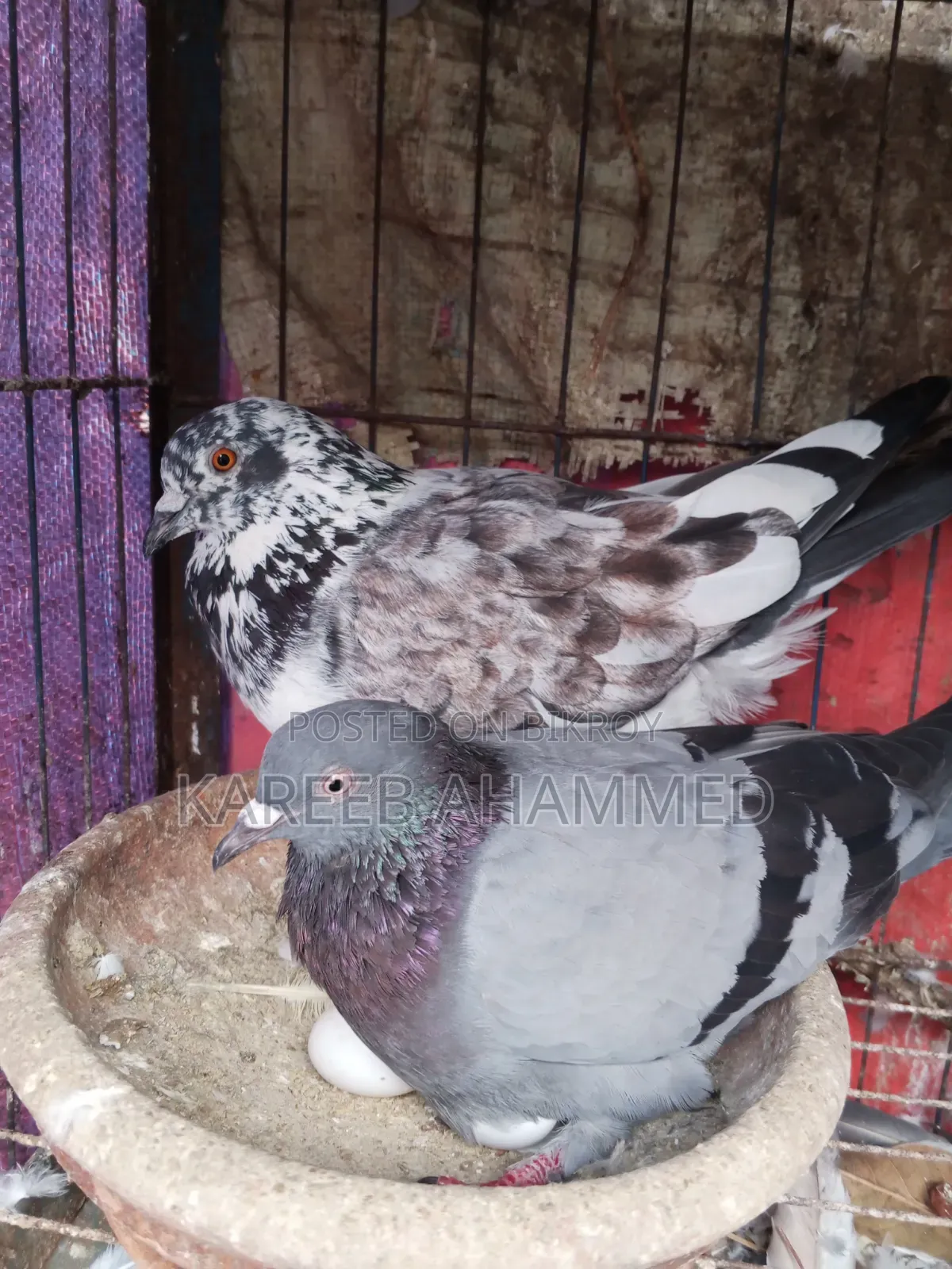 Pure Golla Pigeon