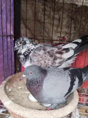 Pure Golla Pigeon