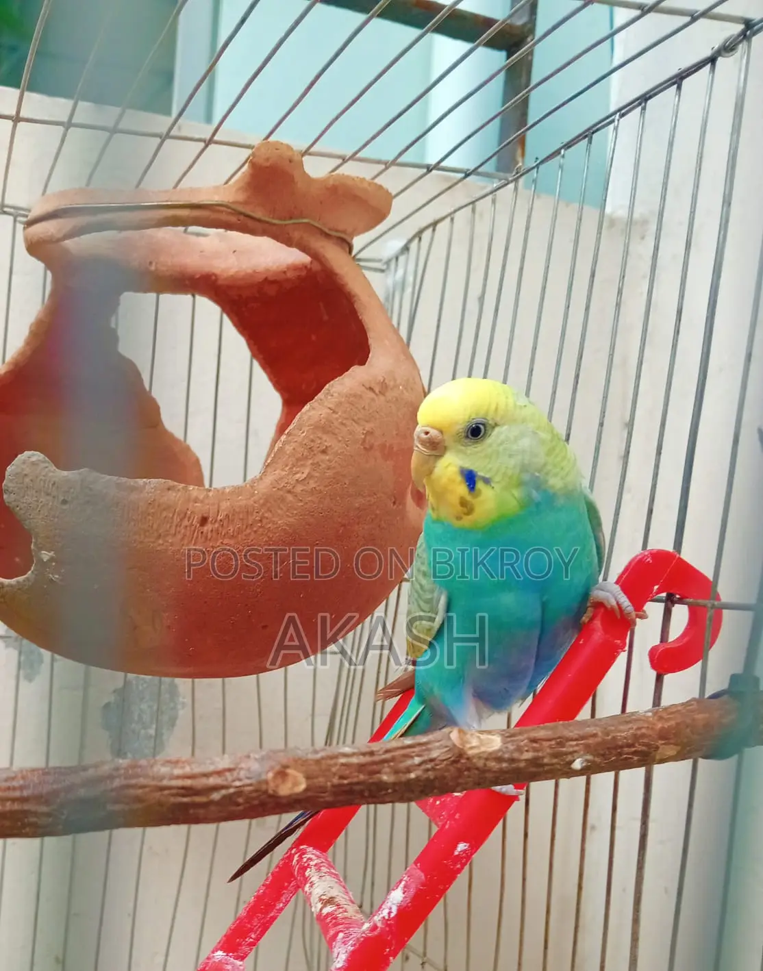 1 Budgerigar bird for sale