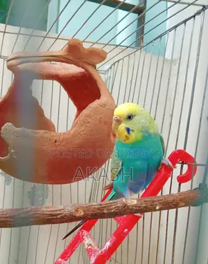 1 Budgerigar bird for sale