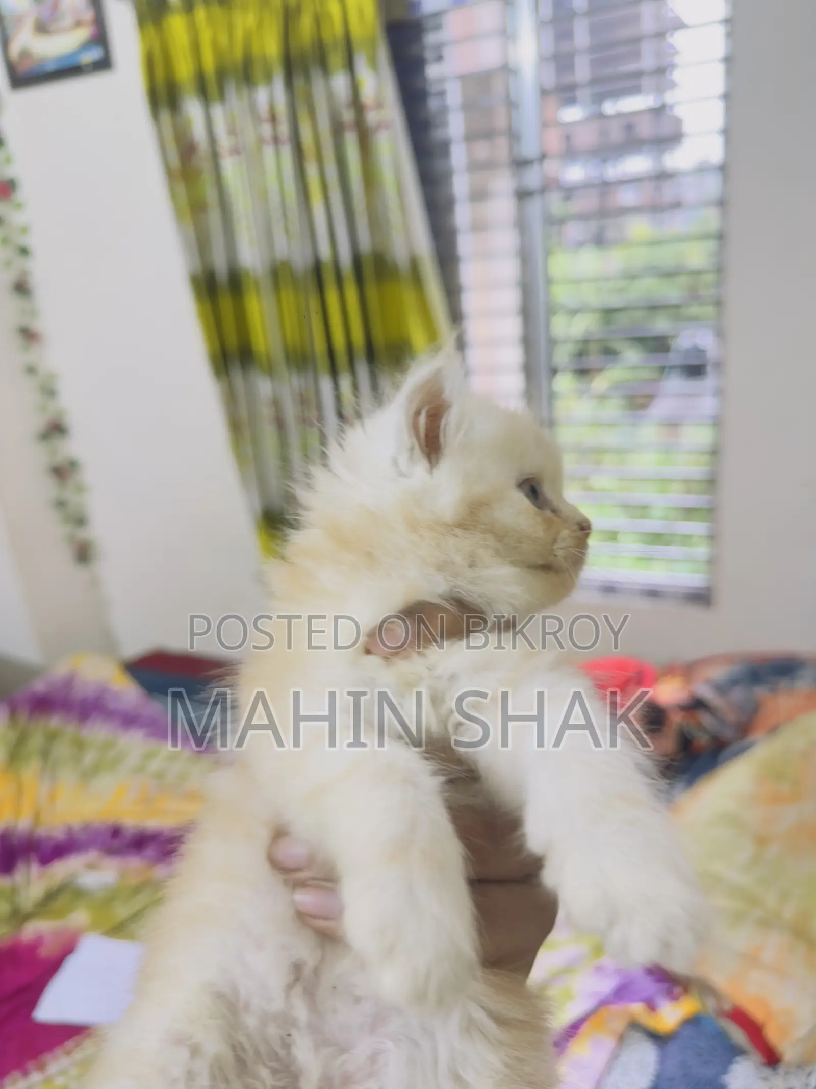 ০-১ মাস বয়সী মেল পিওরব্রেড পার্সিয়ান
