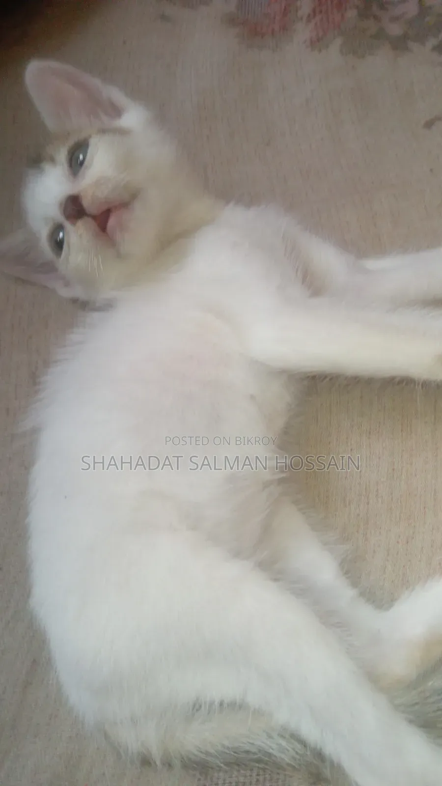 1-3 Months Male Purebred Bengal