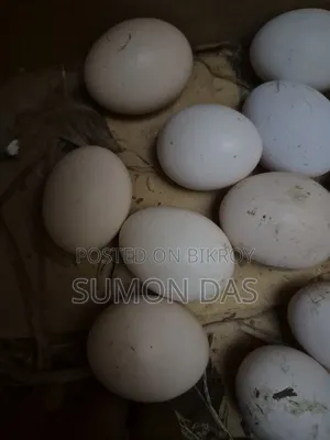ডিম,বিজ ডিম,খাবার ডিম,সব পিউর দেশি