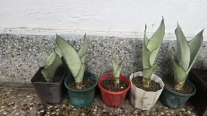 Indoor Tree Sale