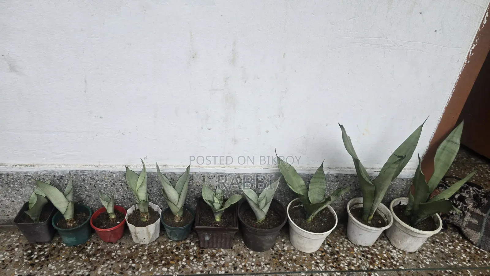 Indoor Tree Sale
