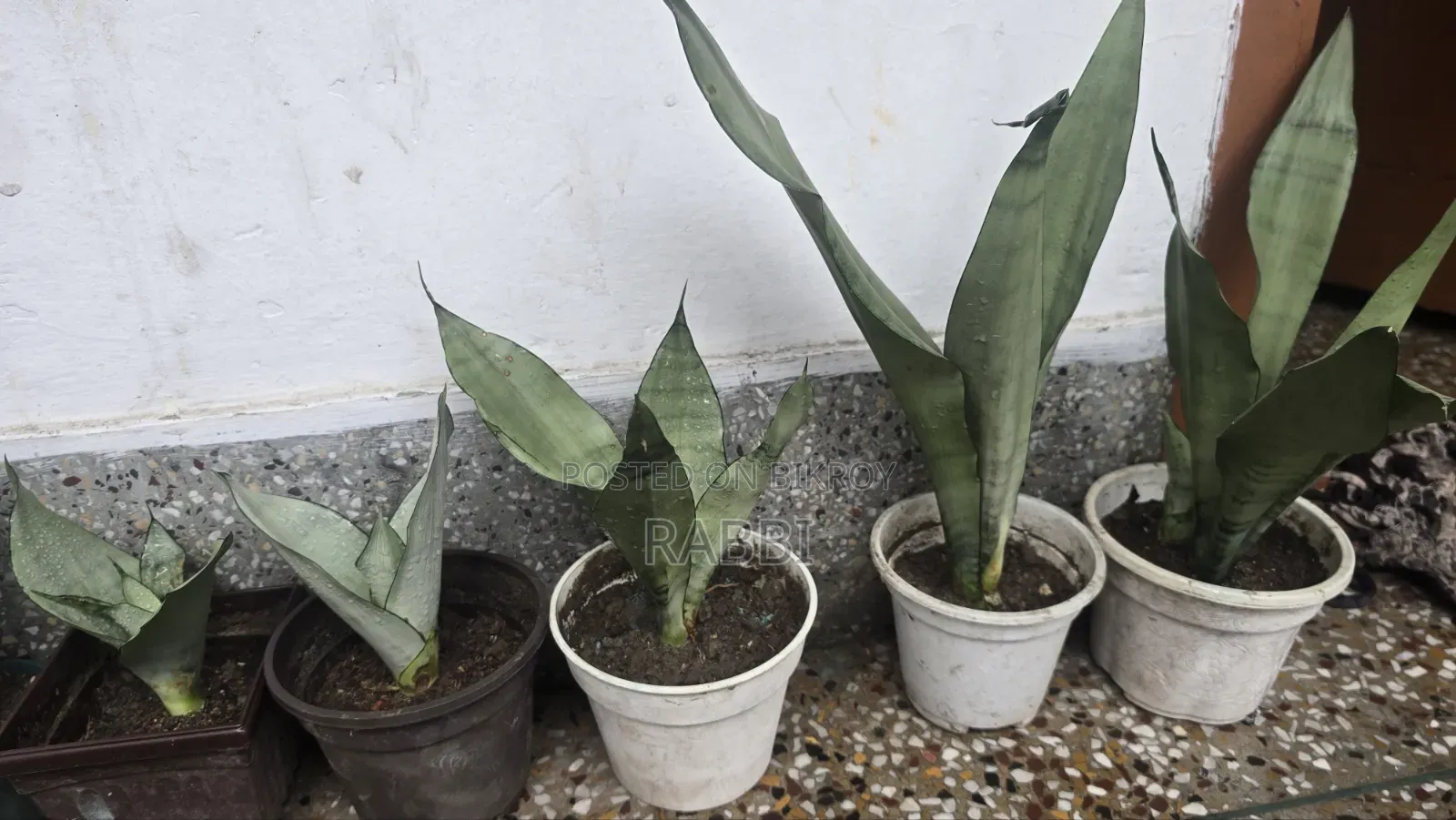 Indoor Tree Sale