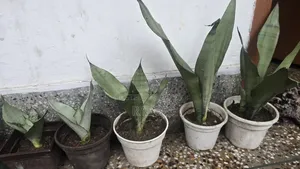Indoor Tree Sale