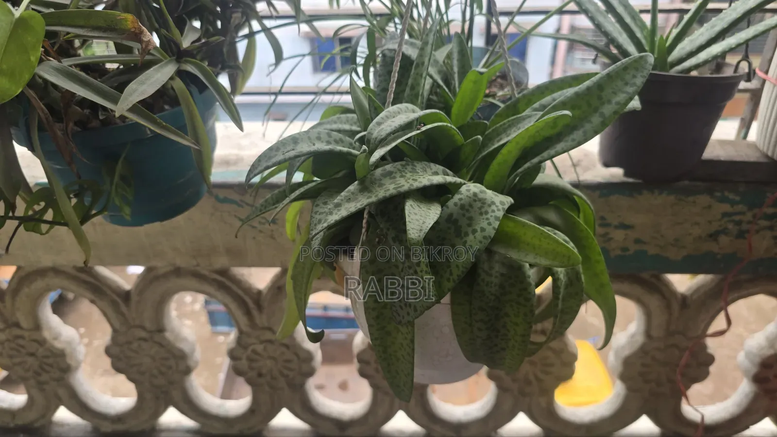 Indoor Tree Sale