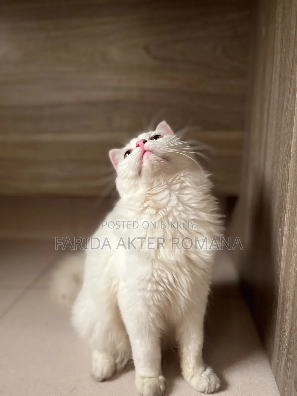 6-12 Months Male Purebred Persian