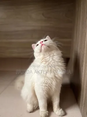 6-12 Months Male Purebred Persian