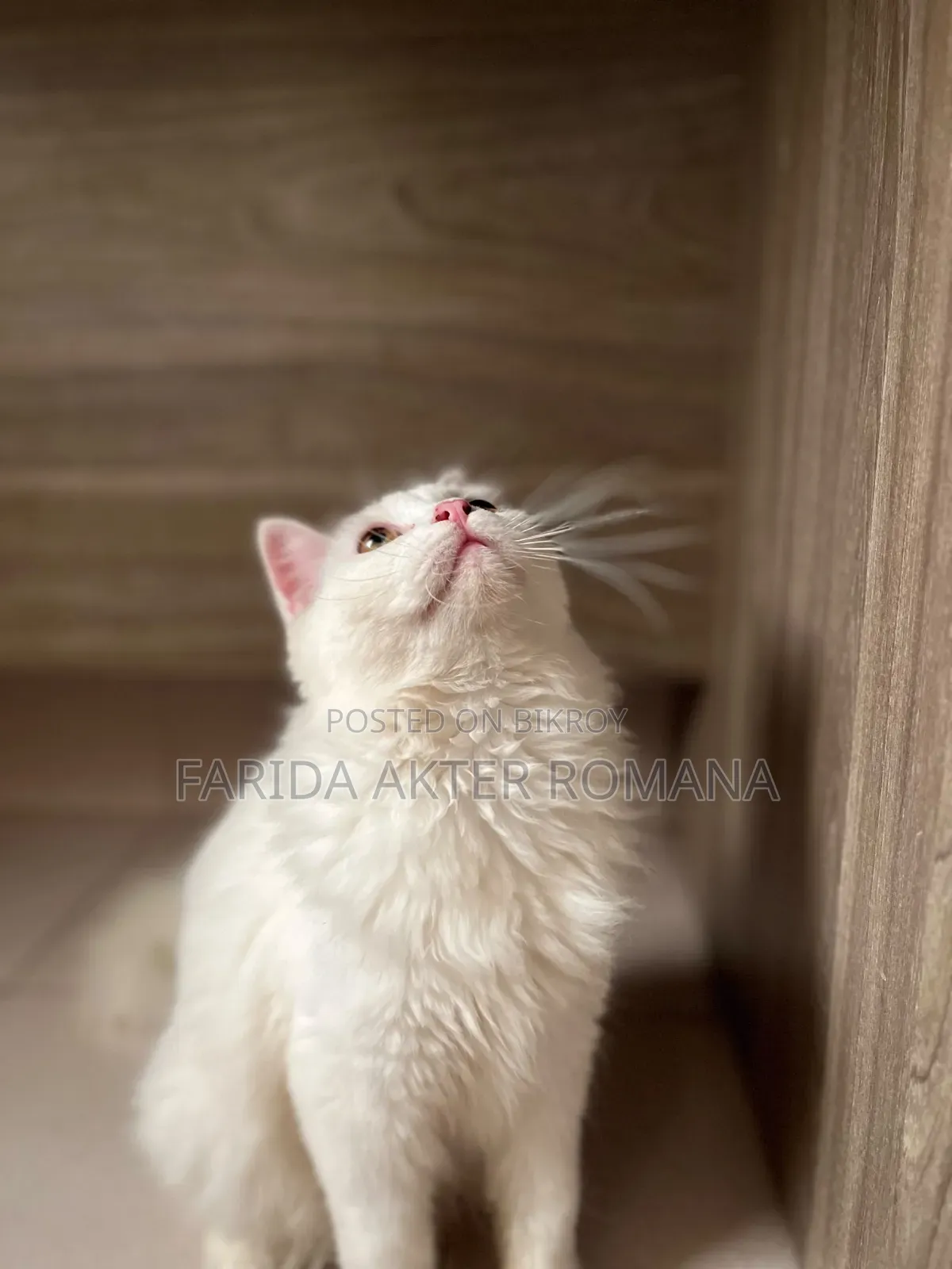 6-12 Months Male Purebred Persian