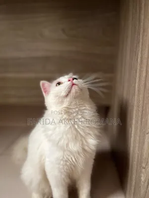 6-12 Months Male Purebred Persian