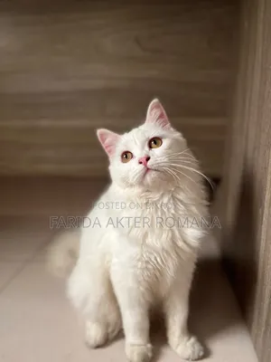 6-12 Months Male Purebred Persian