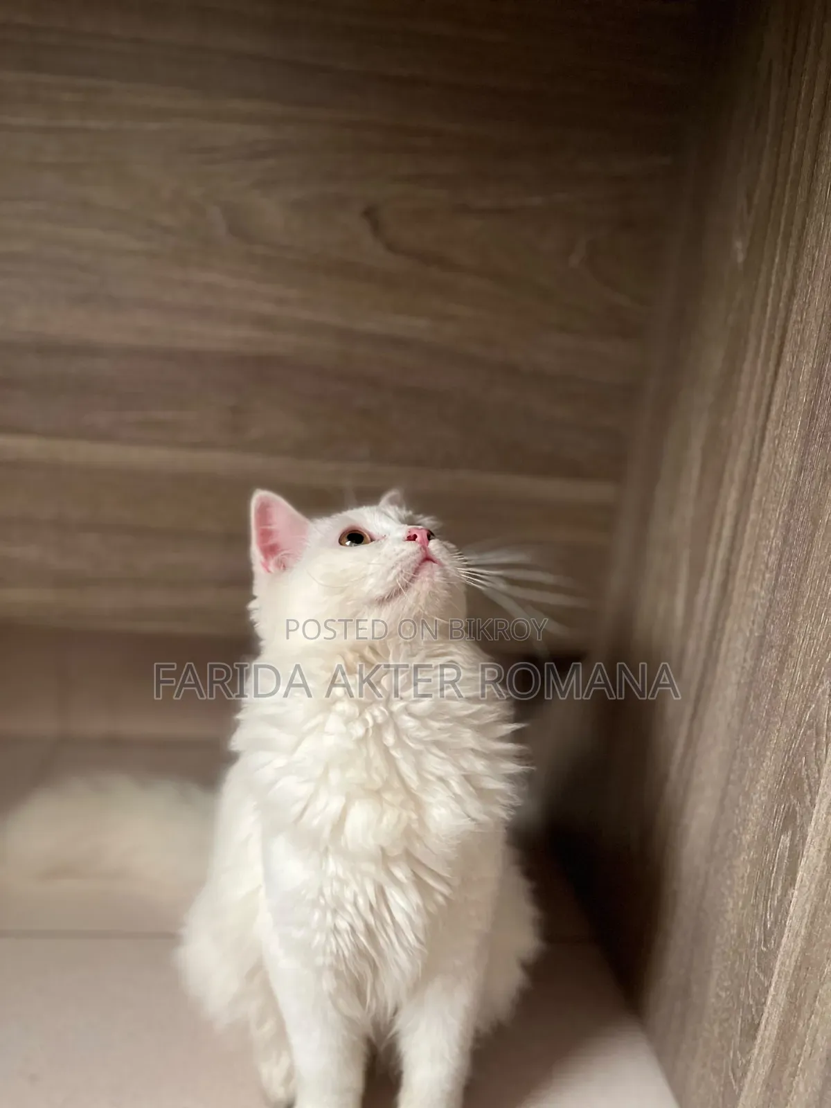 6-12 Months Male Purebred Persian