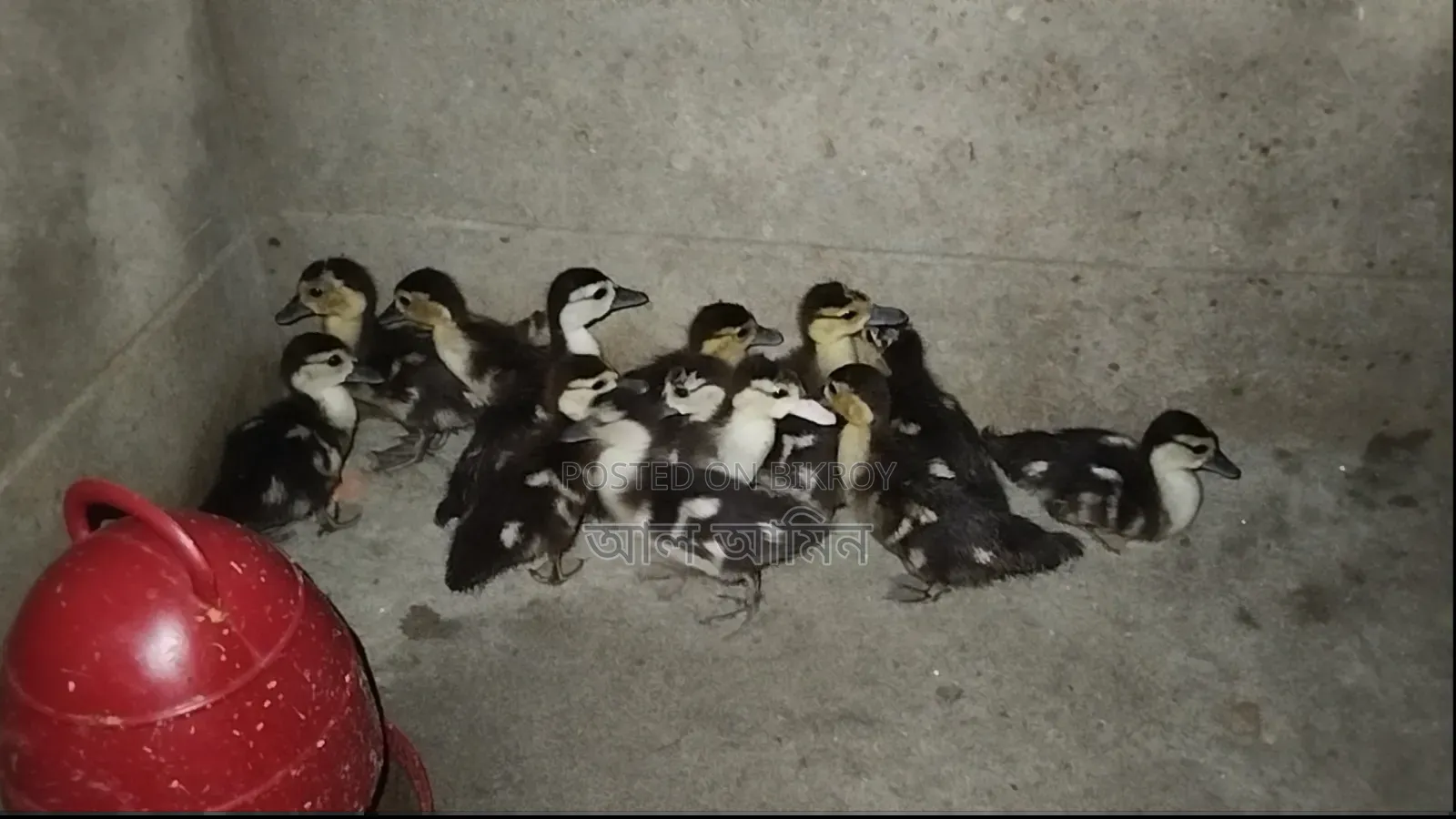 Chinese ducklings