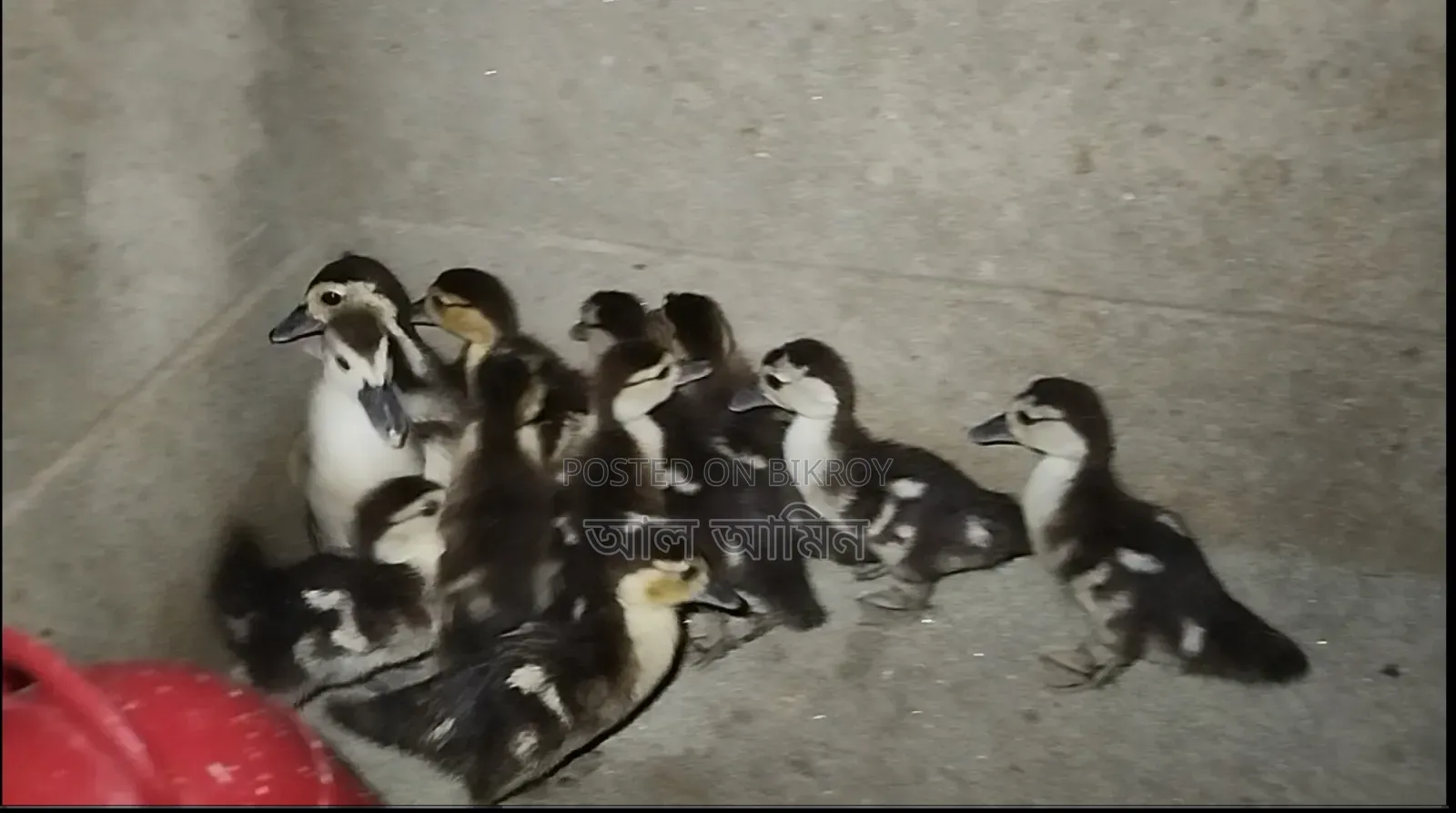 Chinese ducklings