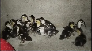 Chinese ducklings