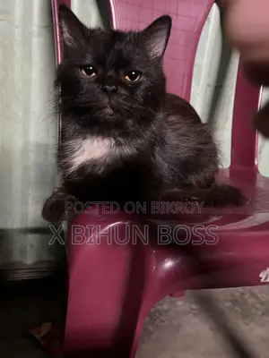 ৬-১২ মাস বয়সী পুরুষ পিওরব্রেড পার্সিয়ান