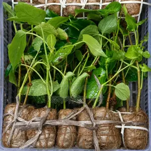 খুলনার বিখ্যাত দেশি চুইঝাল গাছের চারা