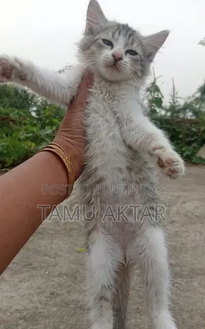 ১-৩ মাস বয়সী নারী মিক্সড ব্রিড পার্সিয়ান
