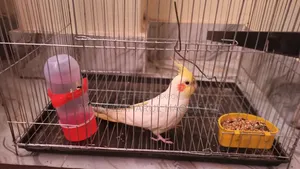 A one year and 8 month old male cockatiel bird for sale