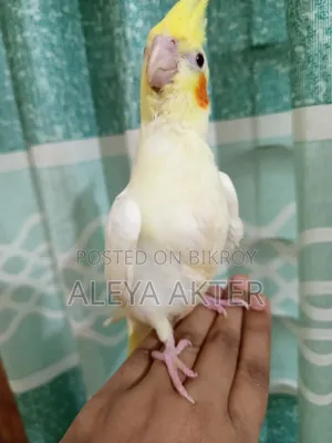 টেম ককাটেল বেবি সেল হবে।