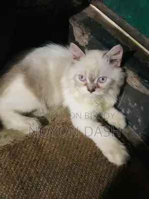 ১-৩ মাস বয়সী পুরুষ বিশুদ্ধ পার্সিয়ান বিড়াল