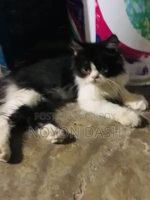 ১-৩ মাস বয়সী পুরুষ বিশুদ্ধ পার্সিয়ান বিড়াল