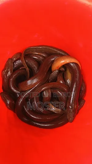 কাঁকড়া কুঁচিয়া