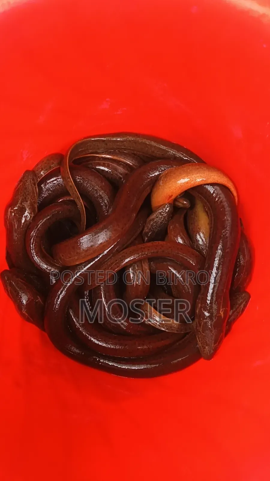 কাঁকড়া কুঁচিয়া