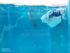 Fighter Fish