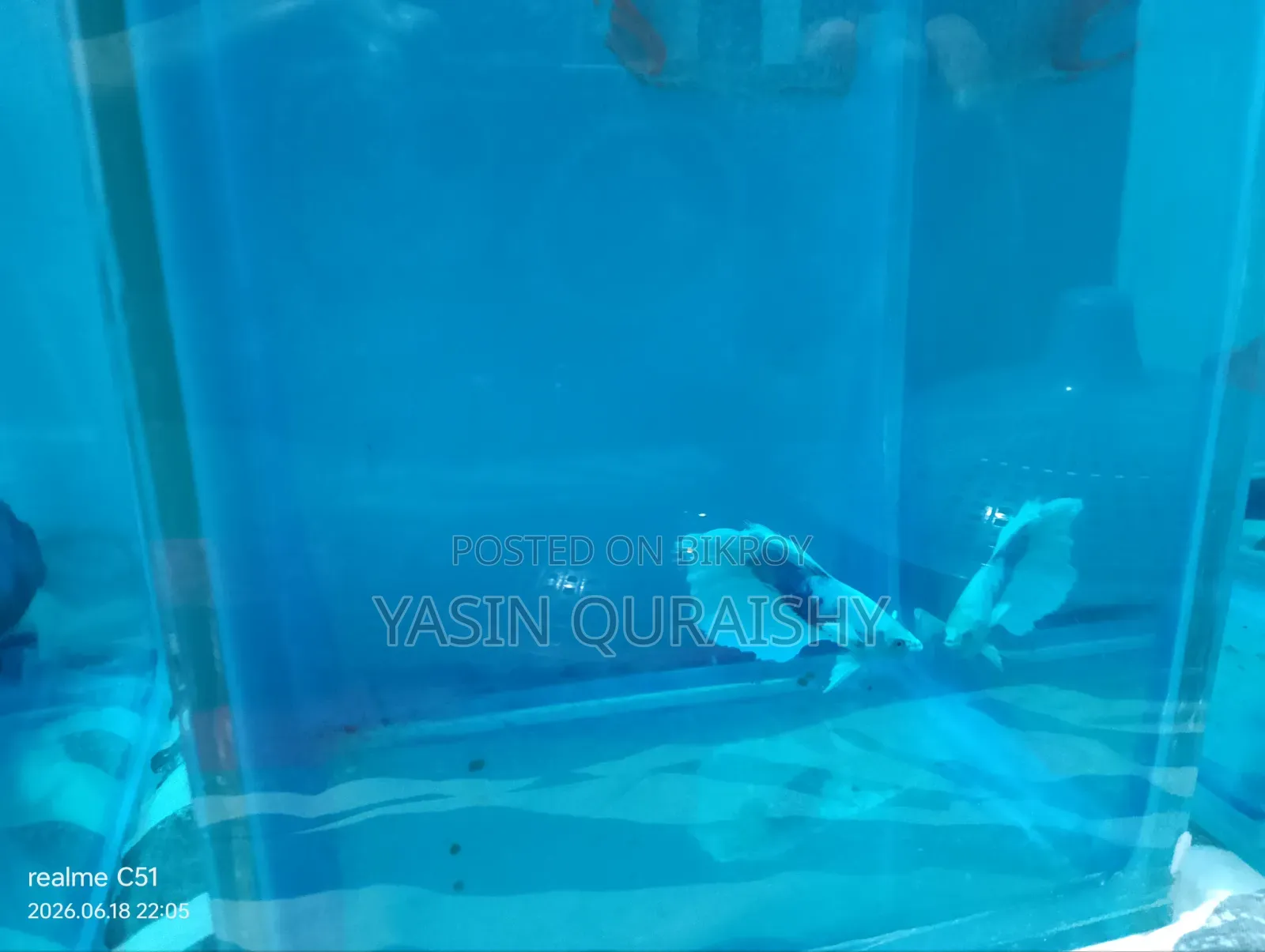 Fighter Fish