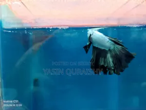 Fighter Fish