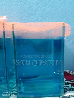 Fighter Fish