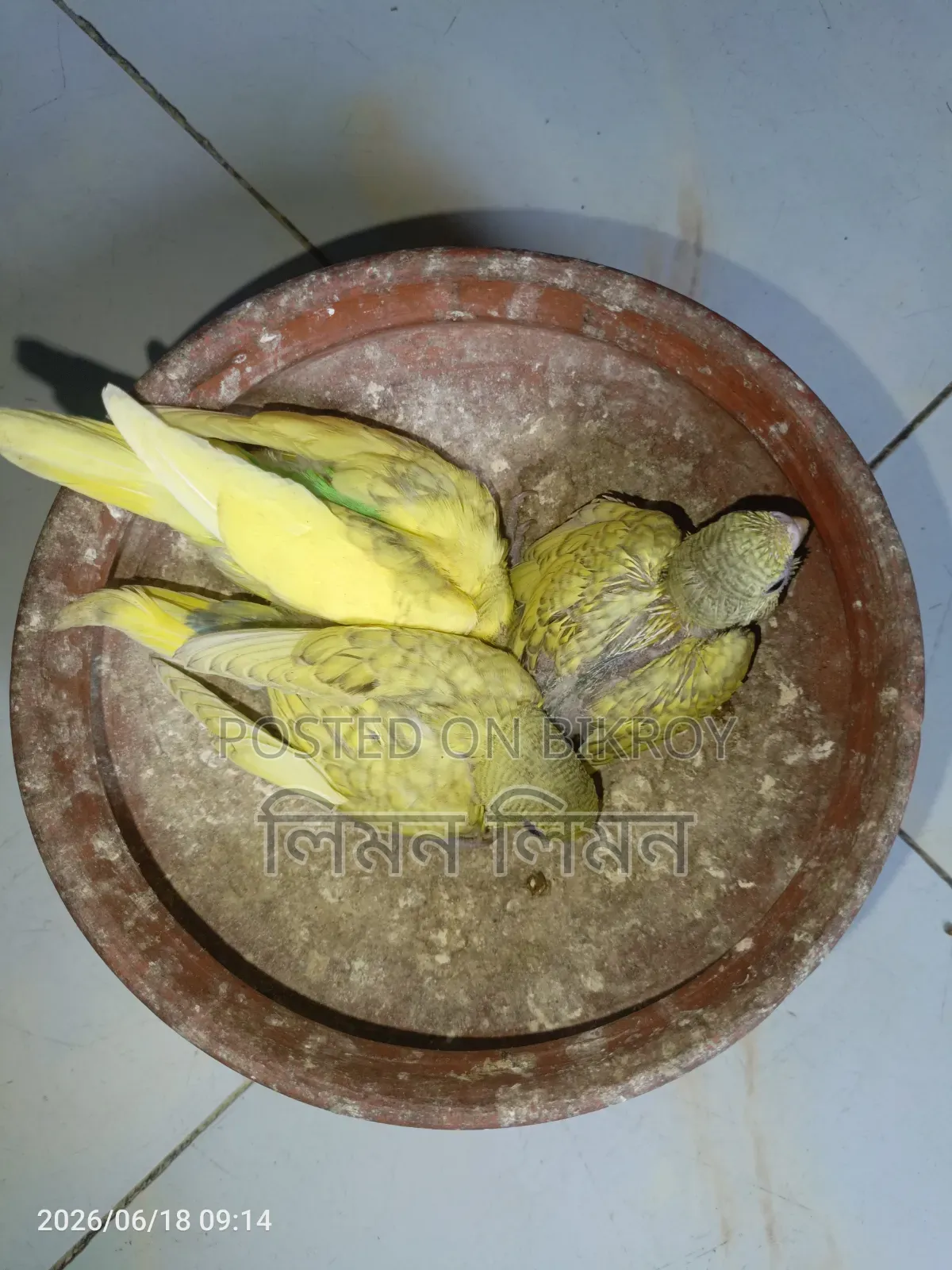 Tame Size Budgie Baby for Sale