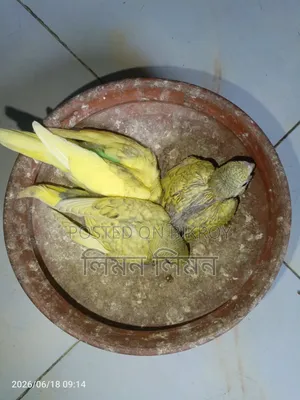 Tame Size Budgie Baby for Sale