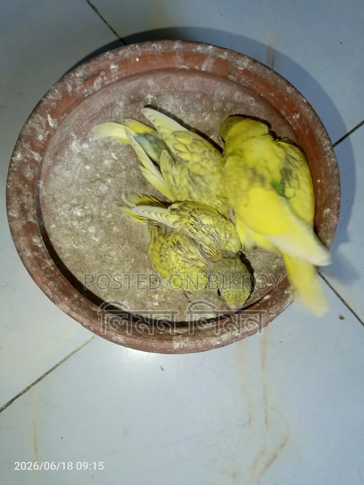 Tame Size Budgie Baby for Sale