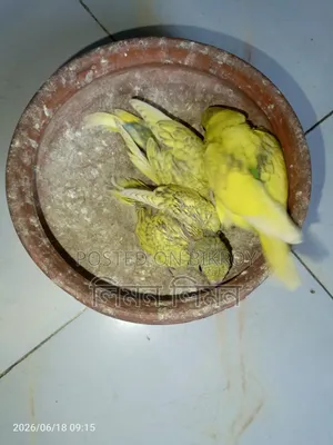 Tame Size Budgie Baby for Sale