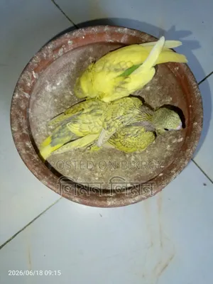 Tame Size Budgie Baby for Sale
