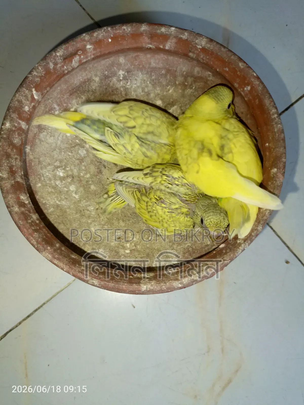 Tame Size Budgie Baby for Sale