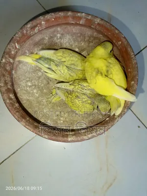 Tame Size Budgie Baby for Sale
