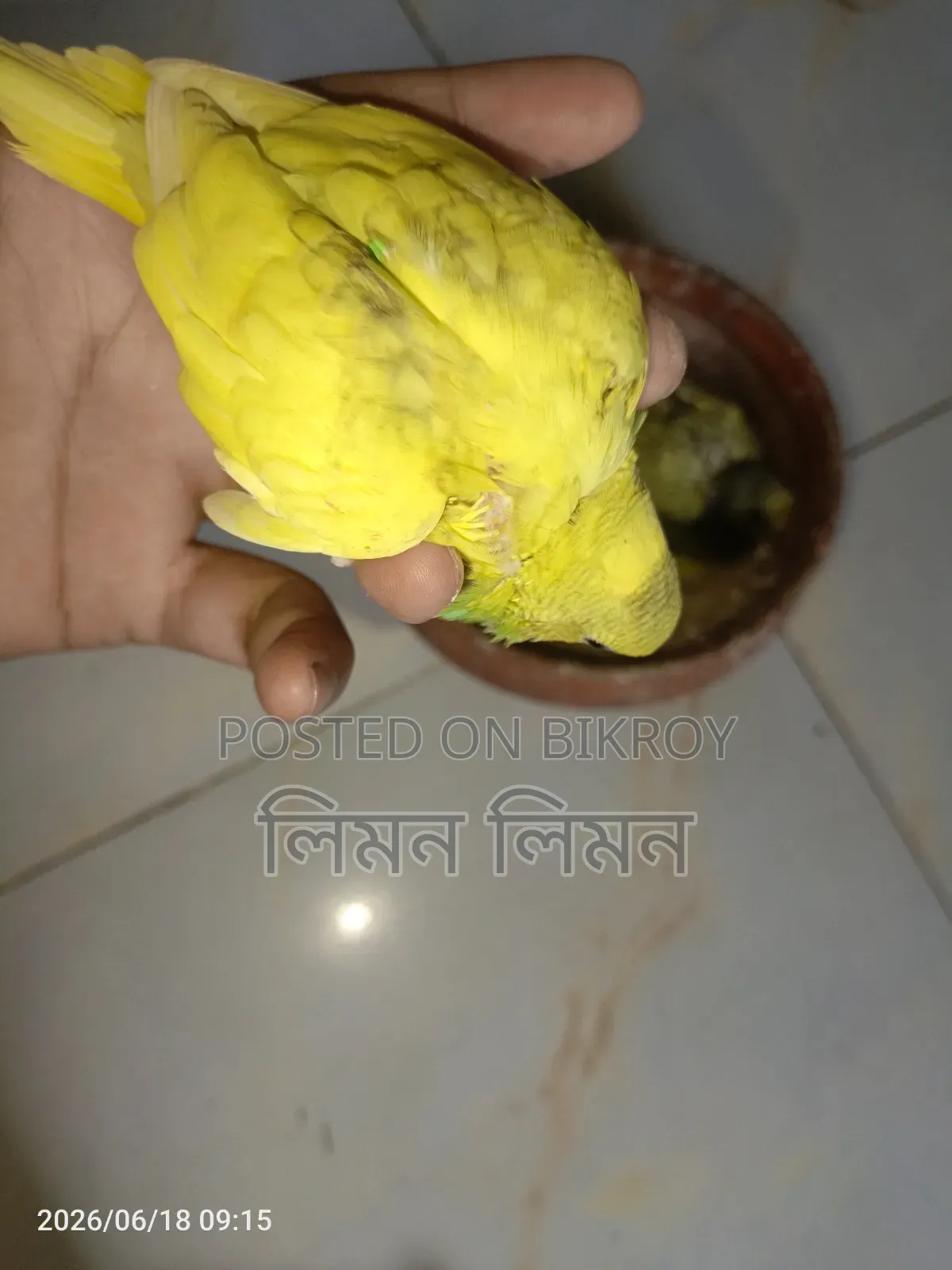Tame Size Budgie Baby for Sale