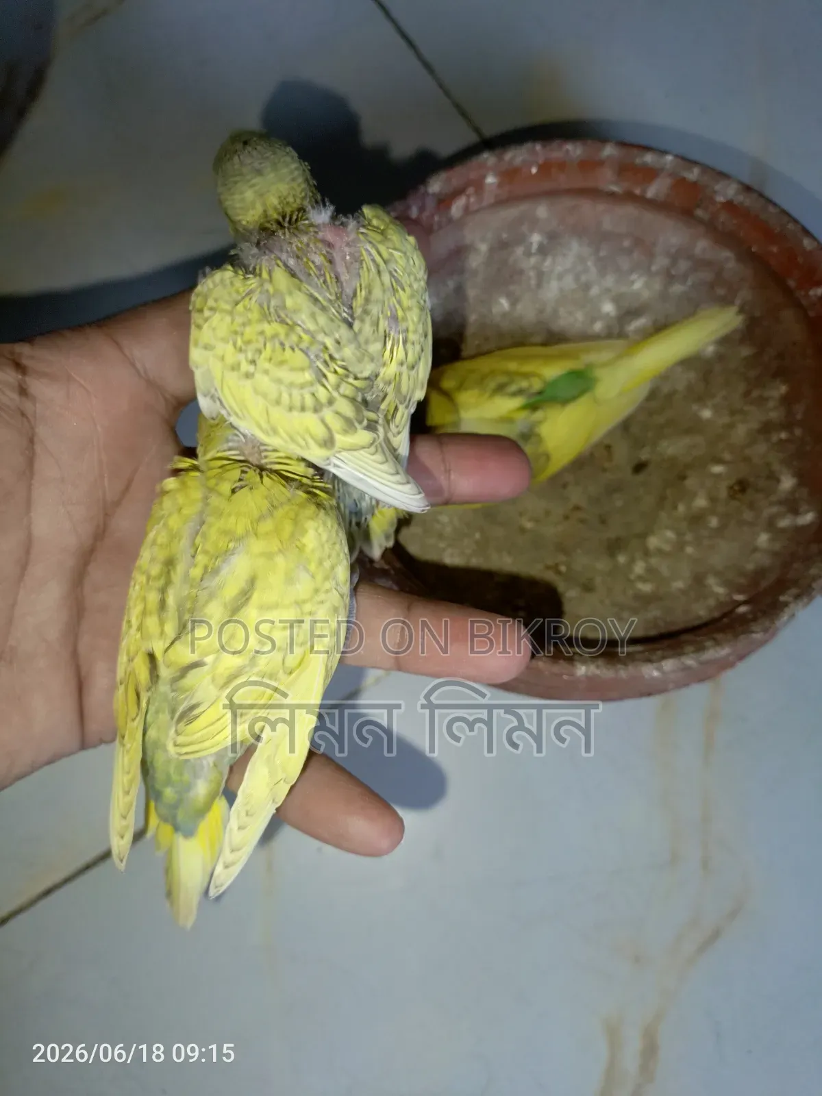 Tame Size Budgie Baby for Sale