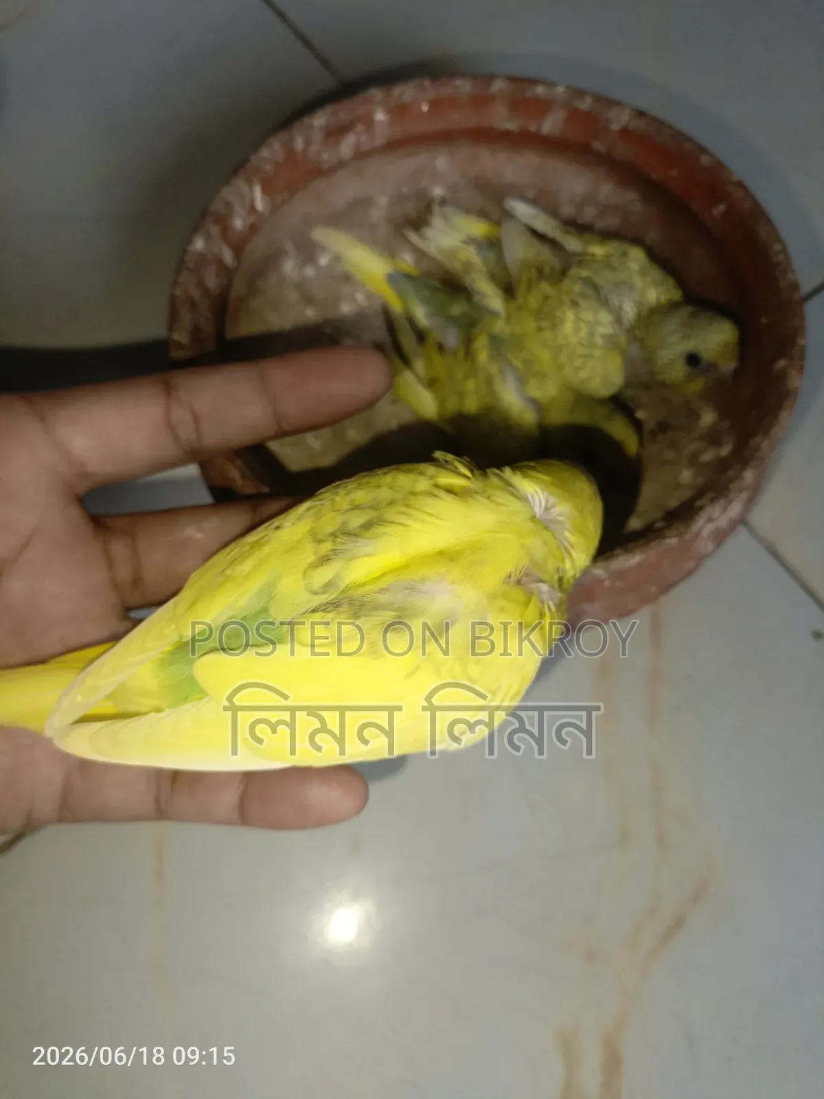 Tame Size Budgie Baby for Sale